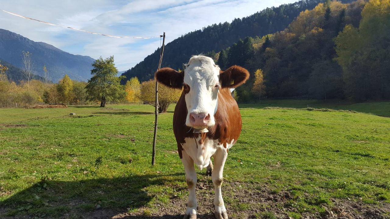 Agriturismo Fattoria Dalcastagne Torcegno Екстер'єр фото